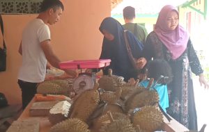 Berburu Durian di Kebun Antapsari Brebes, Sitokong Paling Banyak Dicari