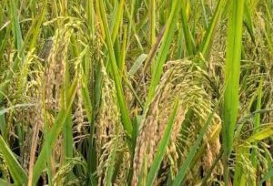 Tahun 2024 Pemkab Pemalang Targetkan Surplus Gabah