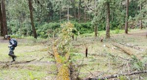 Cuaca Buruk, Jungle Permadi Ditutup Sementara