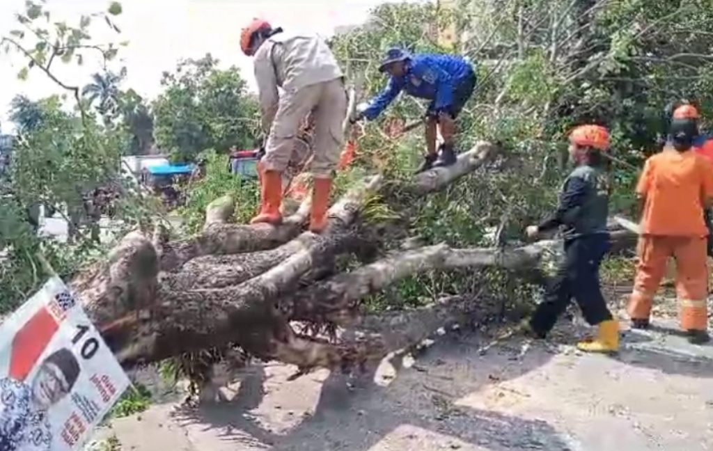 Intensitas Hujan Tinggi, BPBD Imbau Warga Waspadai Pohon Tumbang
