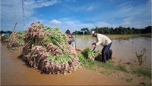 Terendam Banjir, Ratusan Ha Tanaman Bawang Merah Dipanen Dini