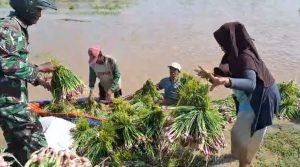 2.339 Ha Bawang Merah Puso, Kerugian Ratusan Miliar