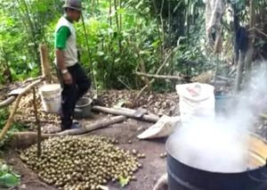 Berkah Ramadan, Petani Kolang Kaling Raup Keuntungan