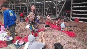 Harga Bawang Merah Tembus Rp 50.000/ Kg, Ini Faktornya
