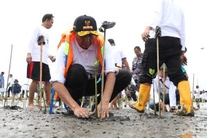 Cegah Abrasi, 1.000 Bibit Mangrove Ditanam di Pesisir Brebes