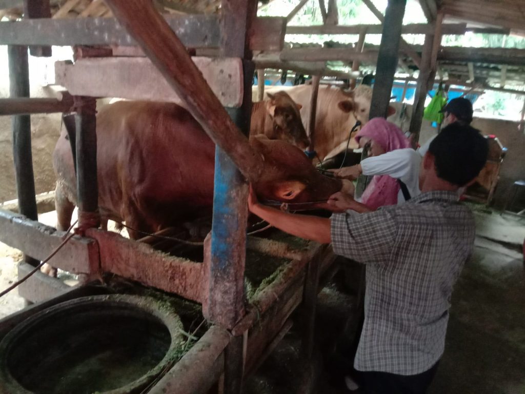 Jelang Idul Adha, Hewan Kurban Diberi Obat Cacing dan Diperiksa Kesehatan