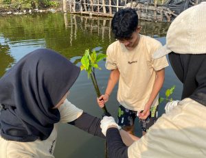 Mahasiswa Poltek Harber Tanam Mangrove