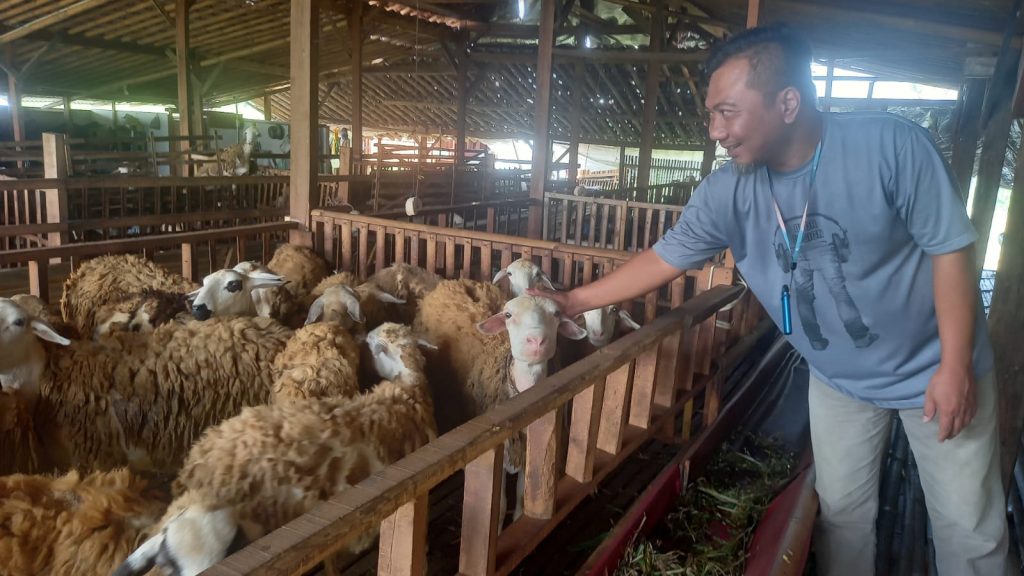 Tren Penjualan Kambing Untuk Kurban Turun