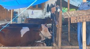 Tim Dokter Hewan Keliling Cek Hewan Kurban