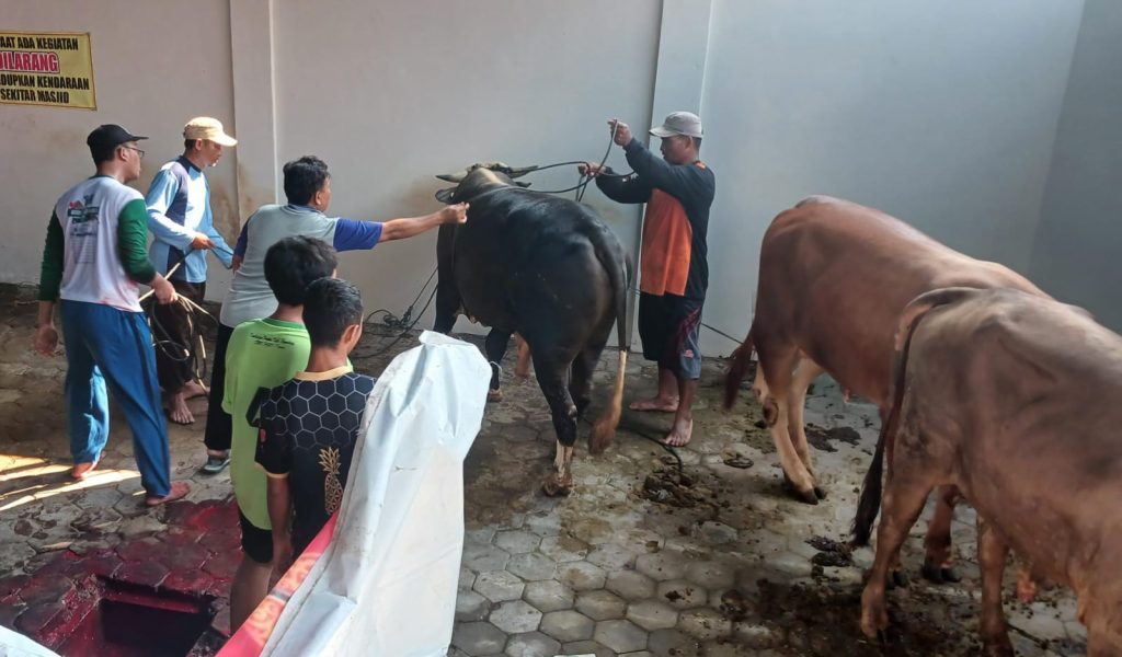DPD LDII Pemalang Kurban Ratusan Sapi dan Kambing