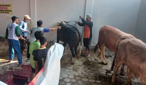 DPD LDII Pemalang Kurban Ratusan Sapi dan Kambing