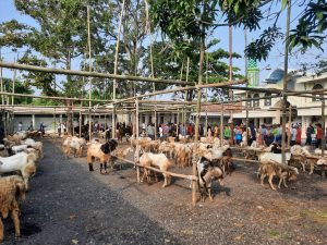 Satu Pedukuhan Demangan Tegal Kurban 8 Sapi dan 117 Kambing