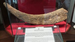 Lima Fakta Menarik tentang Museum Purbakala Bumiayu yang Perlu Anda Ketahui