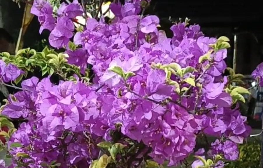 Ajaib, Tanaman Bugenvil Ini Berbunga Tiga Warna