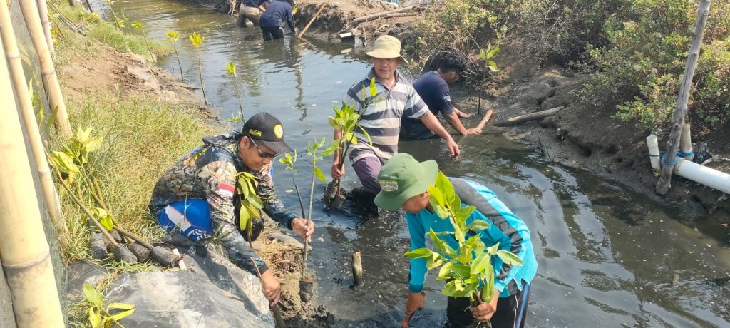 Kurangi Risiko Bencana Banjir Rob, Mahasiswa KKNT IPB dan Paser Mania Tanam 1.500 Bibit Mangrove