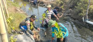 Kurangi Risiko Bencana Banjir Rob, Mahasiswa KKNT IPB dan Paser Mania Tanam 1.500 Bibit Mangrove