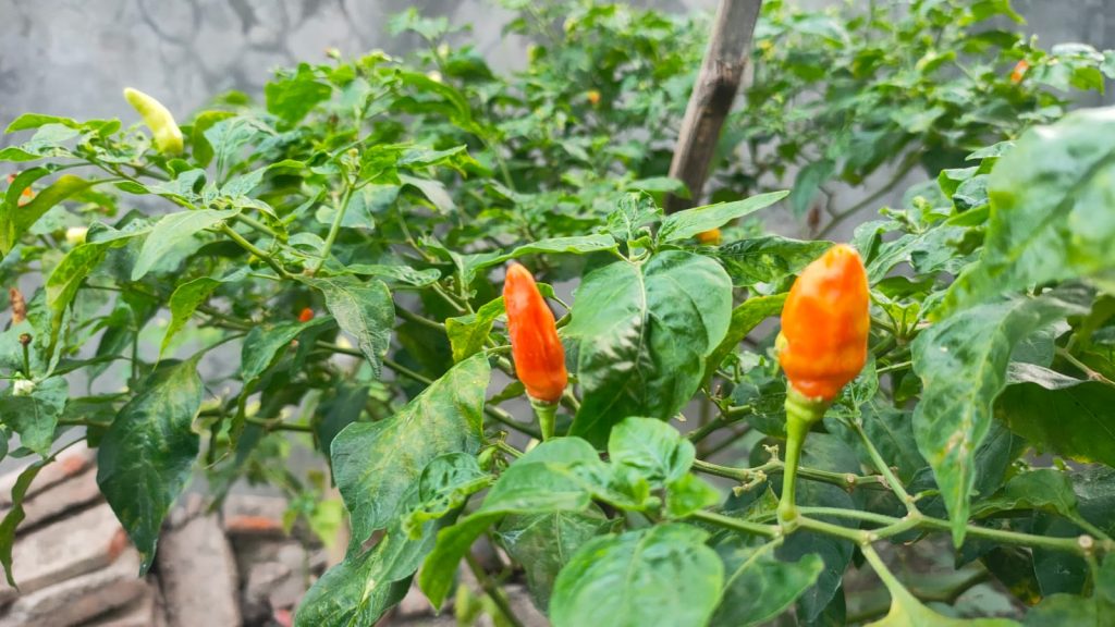 Lingkungan Pemkot Tegal Ditanami Cabai