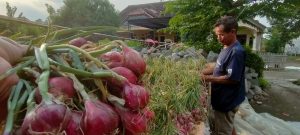 Harga Turun, Petani Bawang di Brebes Pilih Simpan Hasil Panen