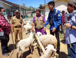 Dinas Peternakan Brebes Gandeng BRIN Teliti Silsilah Domba Sakub