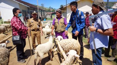 Dinas Peternakan Brebes Gandeng BRIN Teliti Silsilah Domba Sakub