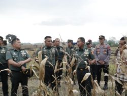 Wujudkan Ketahanan Pangan, TNI Tanam Jagung 500 ha di Pemalang
