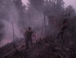 Kawasan Hutan Guci Terbakar, Perhutani dan Tim SAR Sigap Lakukan Pemadaman