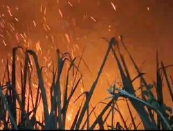 Dua Ha Perkebunan Tebu di Brebes Kebakaran