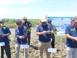 Cegah Abrasi Pantai, PLN Rehabilitasi Mangrove di Kaliwlingi Brebes