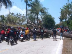 Pohon Tumbang di Jalur Tegal-Purwokerto, Pengendara Diminta Waspada