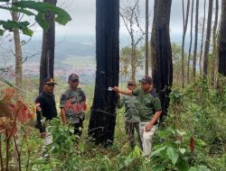 Perhutani Bantah Tuduhan Maraknya Pencurian Kayu di Salem Brebes