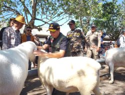 Kontes Domba-Kambing di Bumiayu Ramaikan Bulan Bakti Peternakan di Brebes