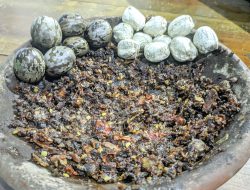 Sambal Klentang Ini Terbuat Dari Biji Karet, Rasanya Seperti Ini