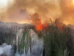Lahan Kosong di Kota Tegal Rawan Kebakaran
