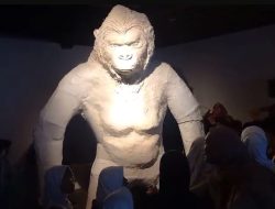 Wow, Ada Species Primata Terbesar Gigantophitecus Blacki di Pameran Wanara Seba