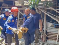 Tim Damkar Evakuasi Buaya Peliharaan Warga di Brebes