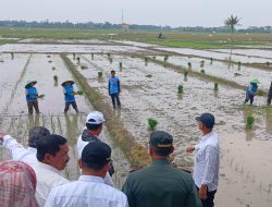 Produksi Beras lokal Hampir Capai Target Nasional