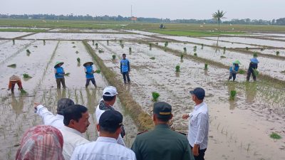 Produksi Beras lokal Hampir Capai Target Nasional