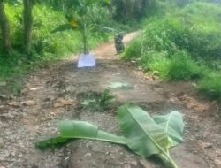 Jalan Rusak Parah, Warga Buniwah Brebes Tanam Pohon Pisang dan Pasang Poster Sindiran