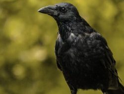 Mitos Burung Gagak di Atap Rumah, Mengabarkan Kematian