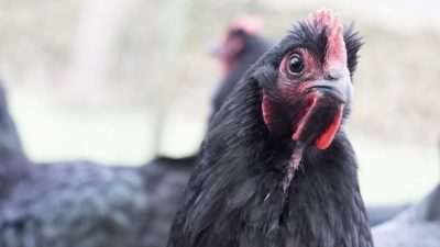 Mitos Ayam Berkokok di Malam Hari, Pertanda Gadis Hamil di Luar Nikah