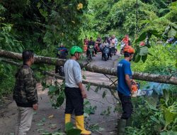 Waspada Pohon Tumbang! Empat Kejadian dalam Dua Hari di Brebes Selatan