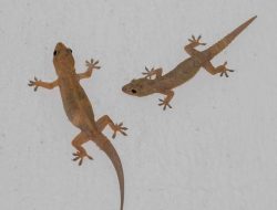 Mitos Kejatuhan Cicak di Kepala, Pertanda Apa Itu?