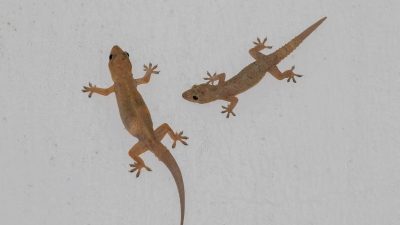 Mitos Kejatuhan Cicak di Kepala, Pertanda Apa Itu?