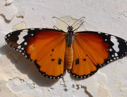 Mitos Kupu-Kupu Masuk Rumah, Pertanda Apakah?