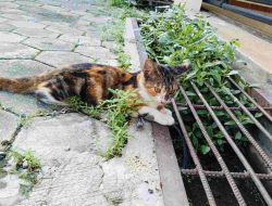 Mitos, Tabrak Kucing Pertanda Malapetaka?