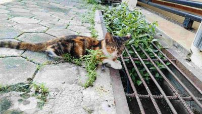 Mitos, Tabrak Kucing Pertanda Malapetaka?