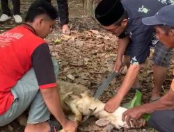Hukum Jual Daging Kurban Kepada Non-Muslim, Ini Penjelasannya