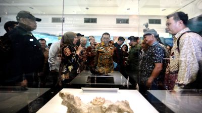 Fosil Gajah Purba Sinomastodon Bumiajuensis Dipamerkan di Museum Nasional Indonesia