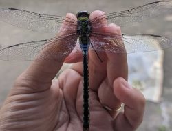 Mitos Atasi Anak Ngompol dengan Pusar Digigit Capung