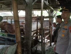 Kapolsek Paguyangan Pantau Peternakan, Pastikan Sapi Bebas PMK